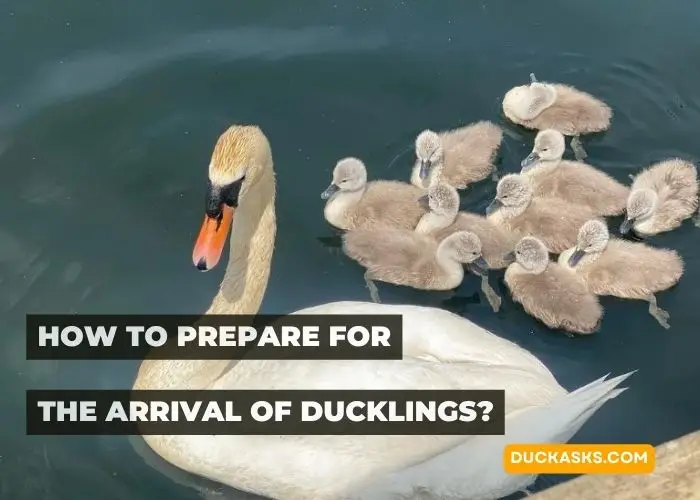 How to Prepare for the Arrival of Ducklings