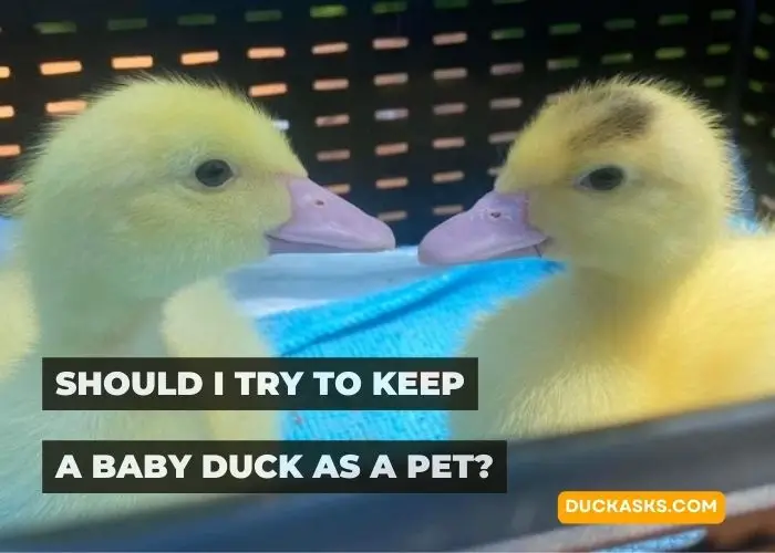 Should I Try to Keep a Baby Duck as a Pet