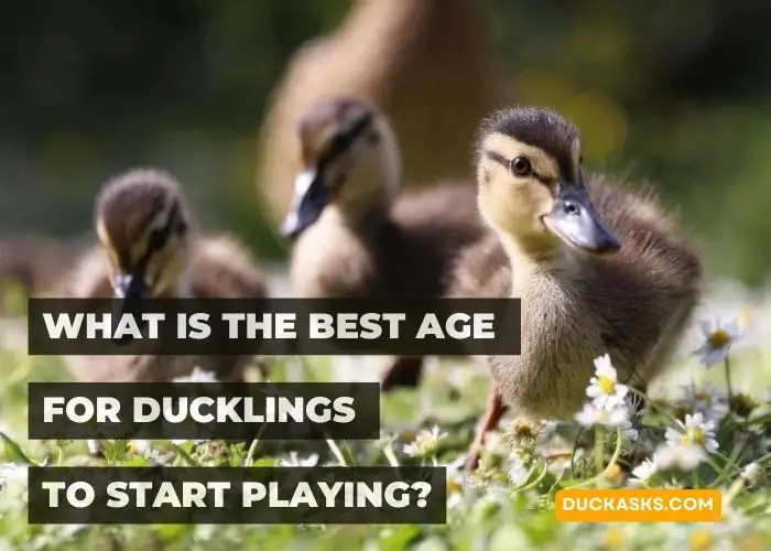 What Is the Best Age for Ducklings to Start Playing