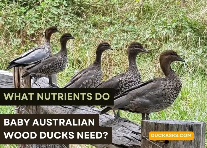 What Nutrients Do Baby Australian Wood Ducks Need