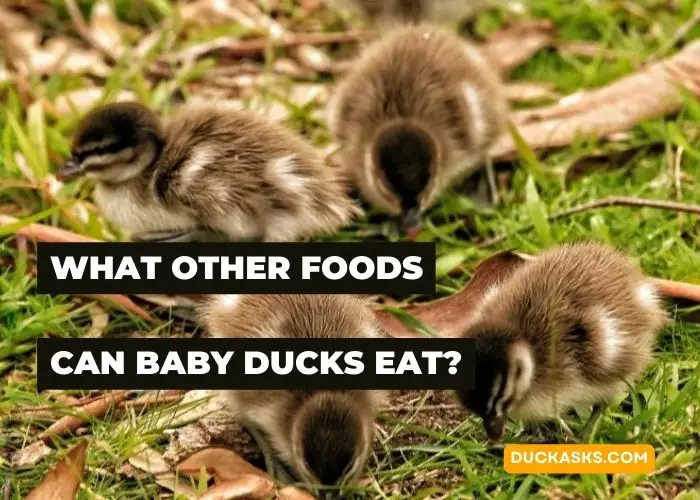 What Other Foods Can Baby Ducks Eat