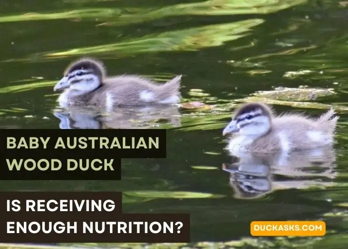 Baby Australian Wood Duck Is Receiving Enough Nutrition