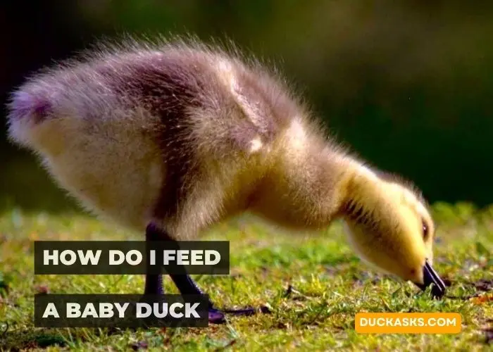 How Do I Feed a Baby Duck