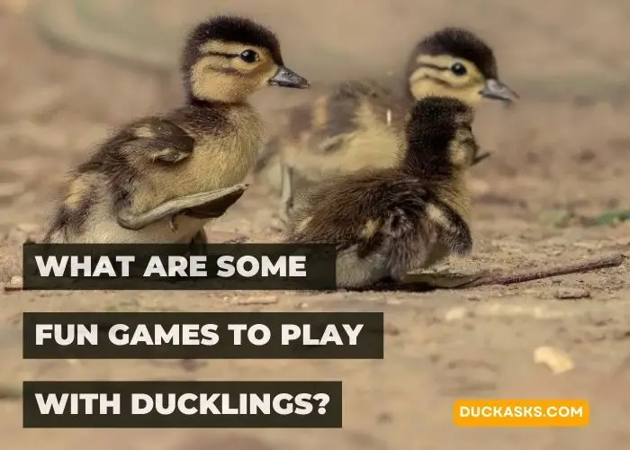 What Are Some Fun Games to Play with Ducklings