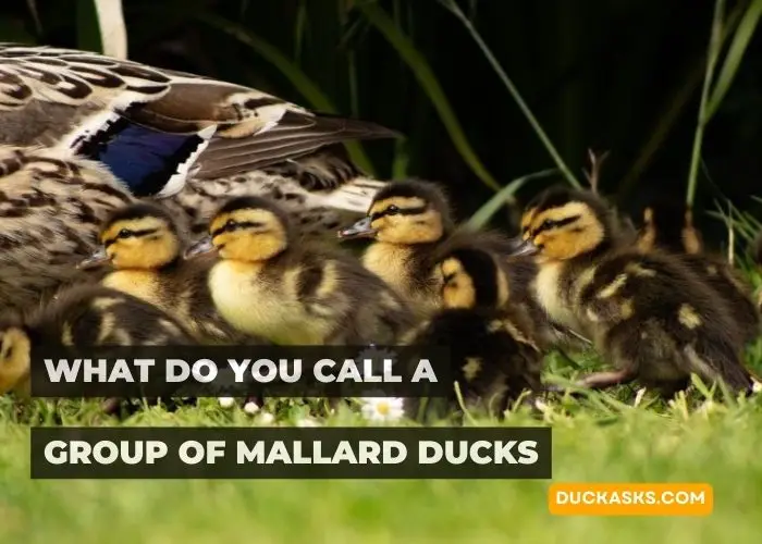 What Do You Call a Group of Mallard Ducks