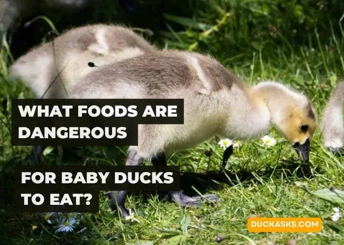 What Foods Are Dangerous for Baby Ducks to Eat