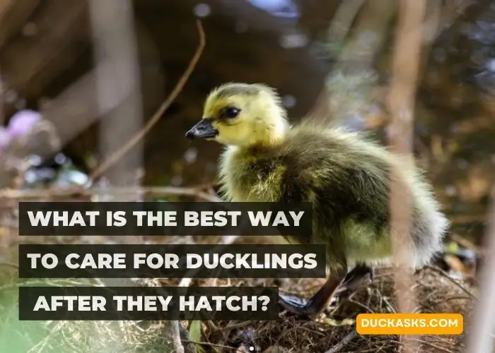 What Is the Best Way to Care for Ducklings After They Hatch