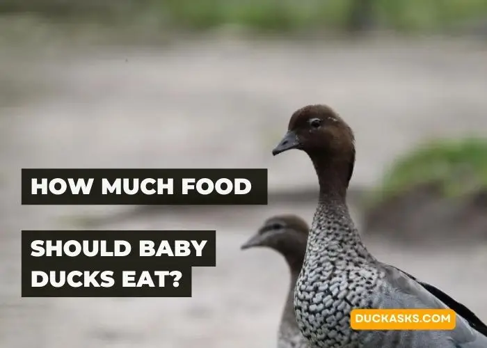 How Much Food Should Baby Ducks Eat