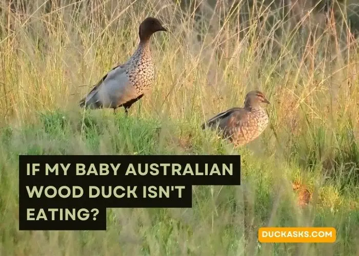 If My Baby Australian Wood Duck Is not Eating