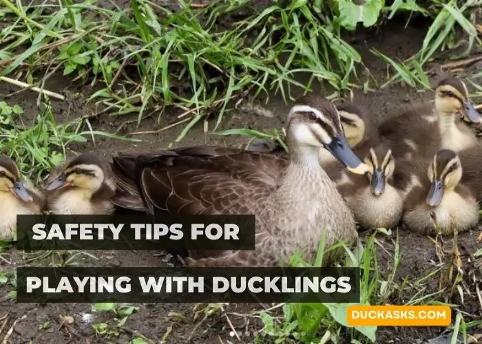 Safety Tips for Playing with Ducklings