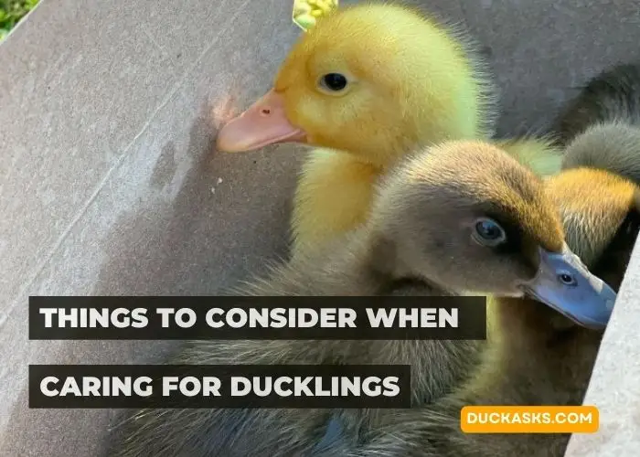 Things to Consider When Caring for Ducklings