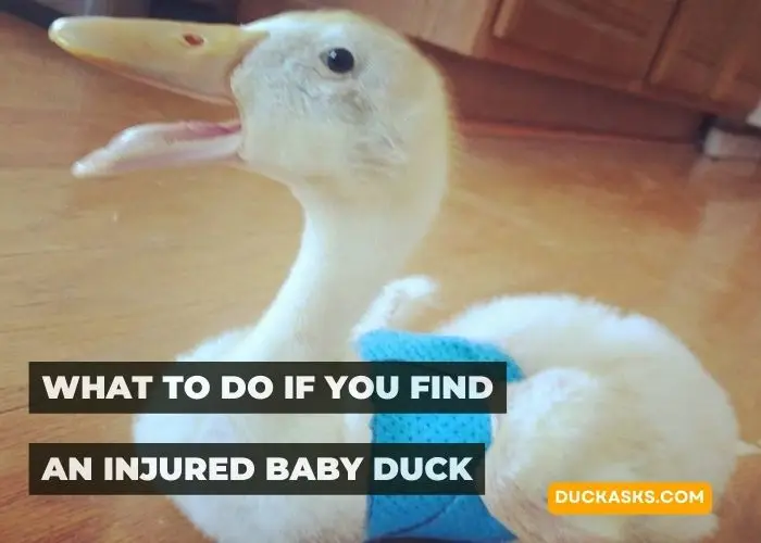 What to Do If You Find an Injured Baby Duck