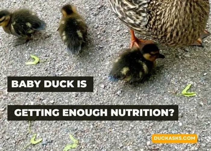 How Can I Tell if My Baby Duck Is Getting Enough Nutrition