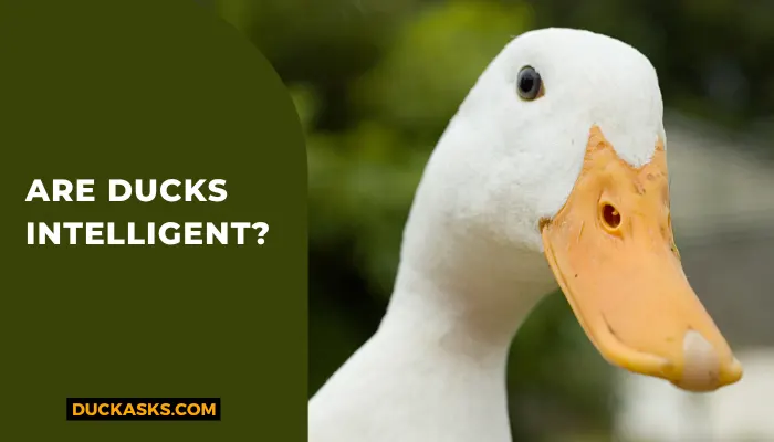 Are Ducks Intelligent? Can You Train Them?