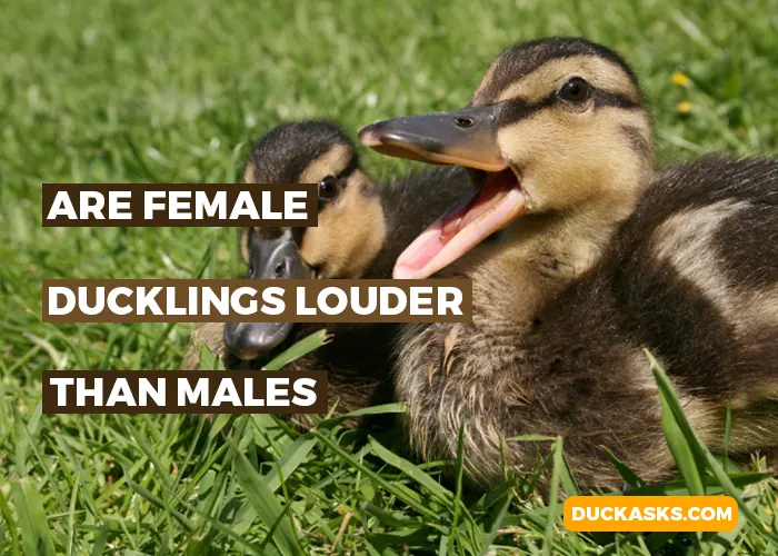 Are Female Ducklings Louder Than Males