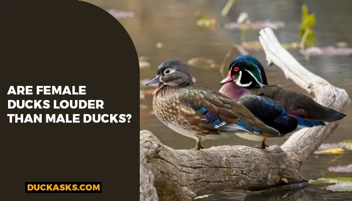 Are Female Ducks Louder Than Male Ducks?