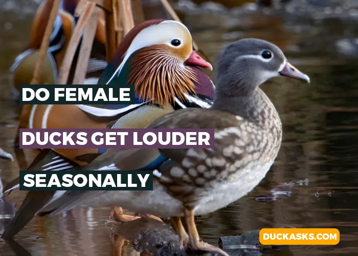 Are Female Ducks Louder at Certain Times of the Year Compared to Other Times