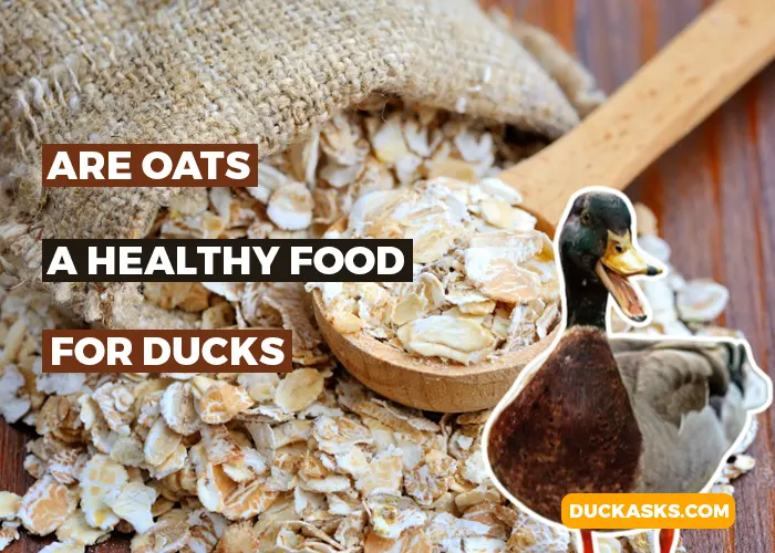 Are Oats a Healthy Food for Ducks