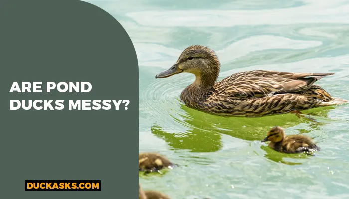 Are Pond Ducks Messy?