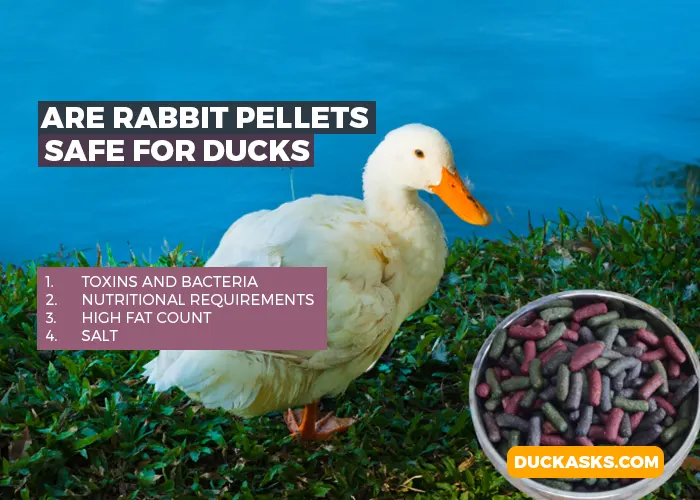 Are Rabbit Pellets Safe for Ducks