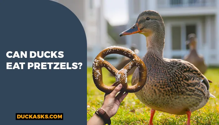 Can Ducks Eat Pretzels?