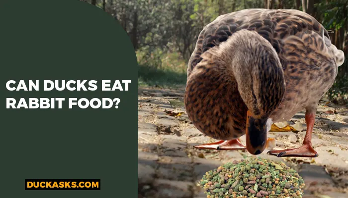 Can Ducks Eat Rabbit Food?