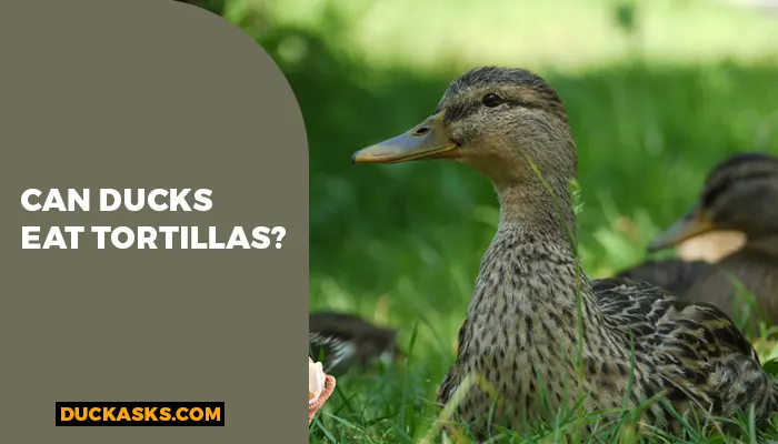 Can Ducks Eat Tortillas?