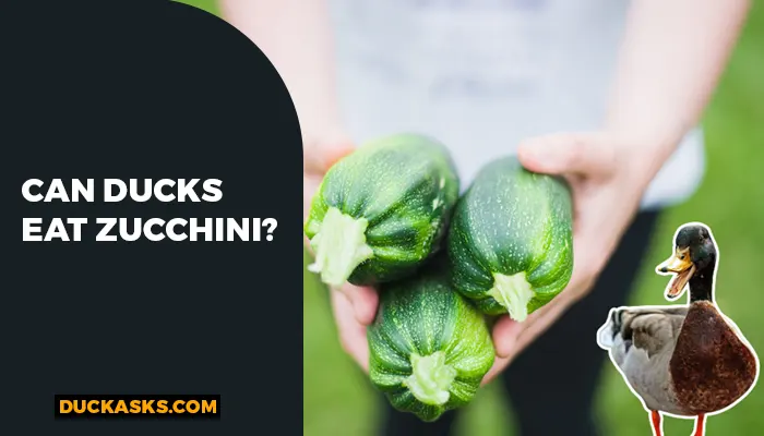 Can Ducks Eat Zucchini?