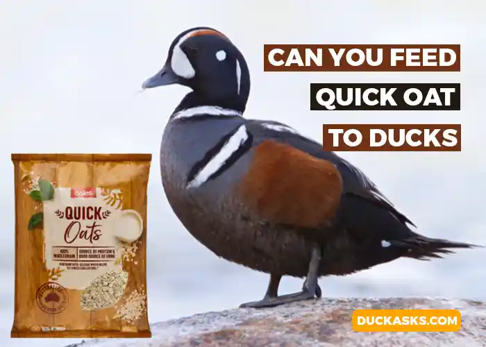 Can You Feed Quick Oats to Ducks