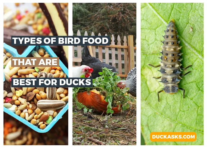 Common Types of Bird Food That Are Best for Ducks