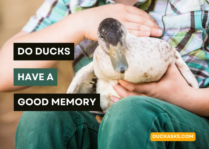 Do Ducks Have a Good Memory