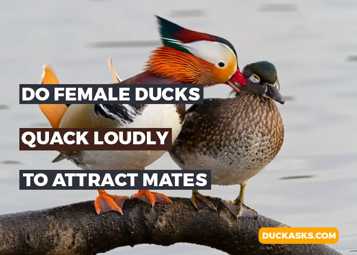 Do Female Ducks Use Their Louder Quacks to Attract Potential Mates