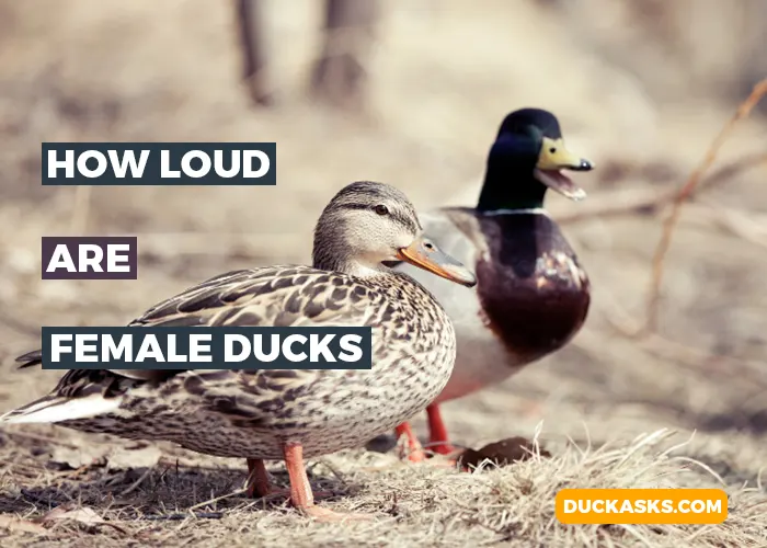 Female Ducks vs. Male Ducks - How Loud Are Female Ducks