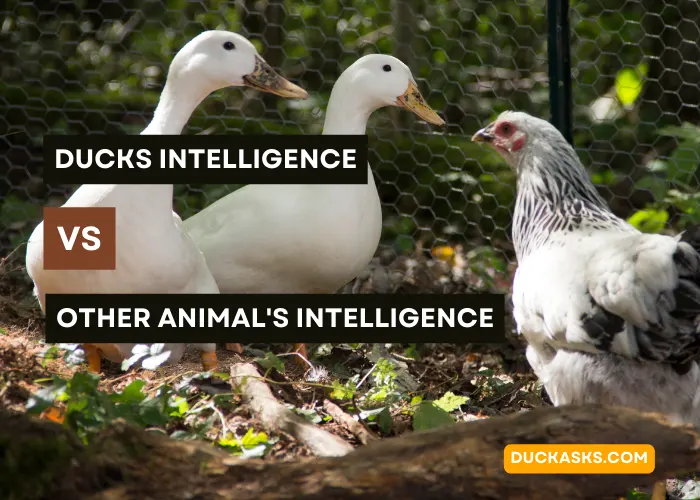 How Does the Intelligence of Ducks Compare to Other Animals