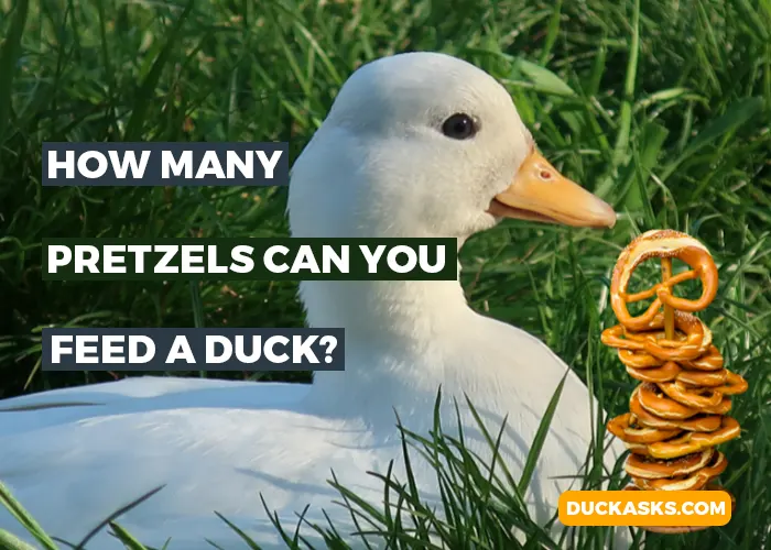 How Many Pretzels Can You Feed a Duck