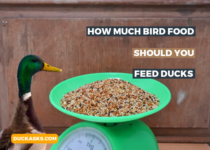 How Much Bird Food Should You Feed Ducks