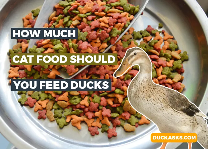 How Much Cat Food Should You Feed Ducks