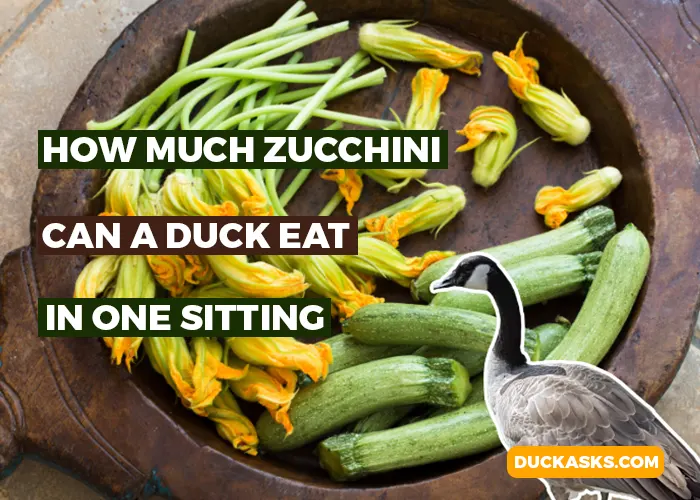 How Much Zucchini Can a Duck Eat In One Sitting