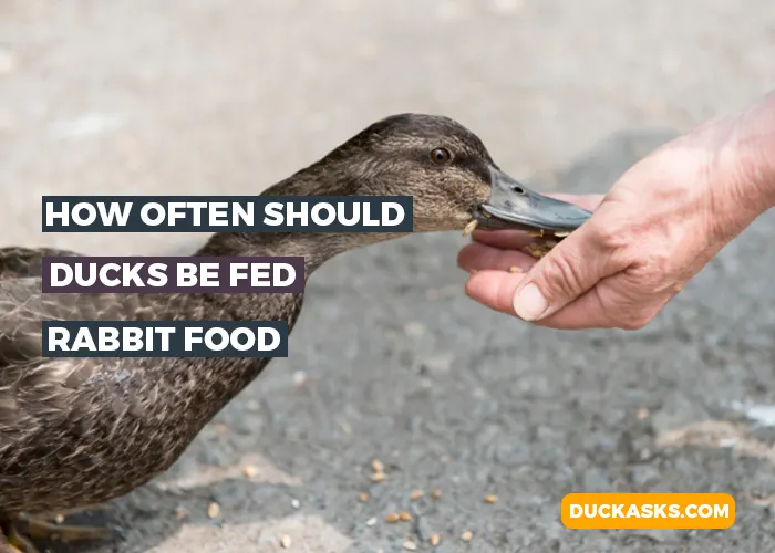 How Often Should Ducks Be Fed Rabbit Food