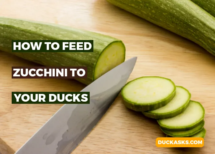 How to Feed Zucchini to Your Ducks