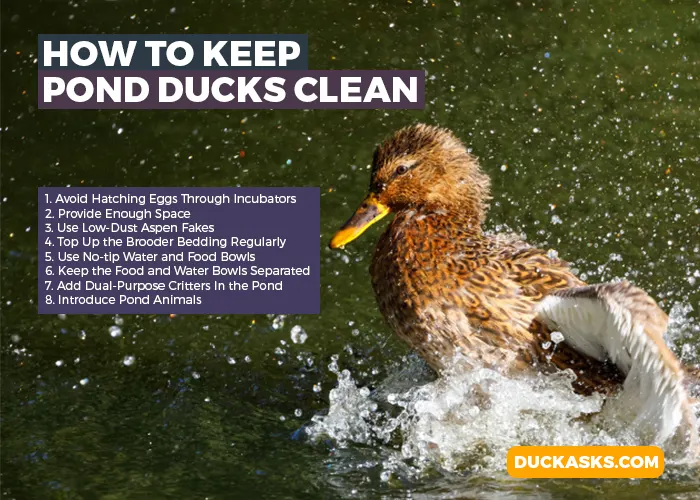 How to Keep Pond Ducks Clean