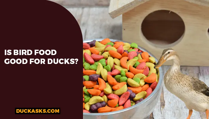 Is Bird Food Good For Ducks