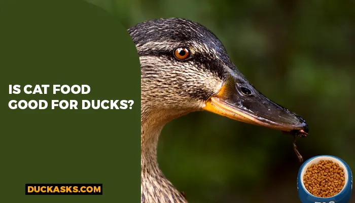 Is Cat Food Good For Ducks?