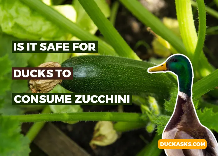 Is It Safe for Ducks to Consume Zucchini