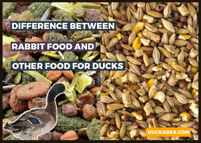 Is There Any Difference Between Rabbit Food and Other Food for Ducks