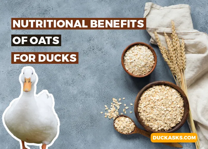 Nutritional Benefits of Oats for Ducks