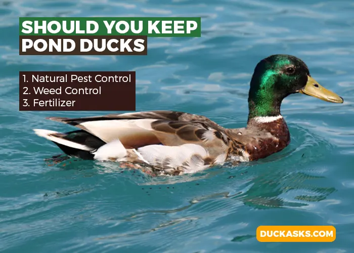 Should You Keep Pond Ducks