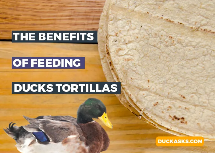 What Are the Benefits of Feeding Ducks Tortillas