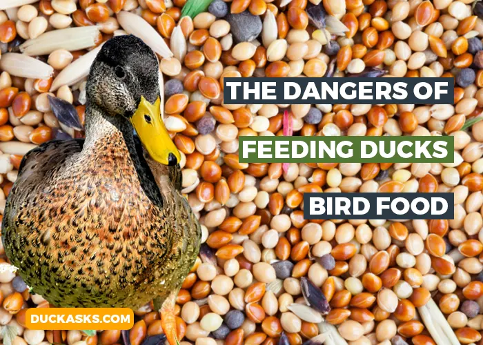 What Are the Dangers of Feeding Ducks Bird Food