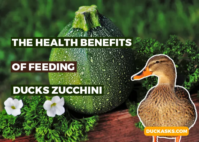 What Are the Health Benefits of Feeding Ducks Zucchini